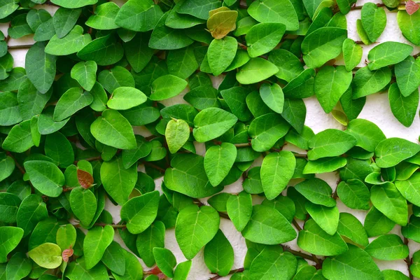Ivy on the wall — Stock Photo, Image