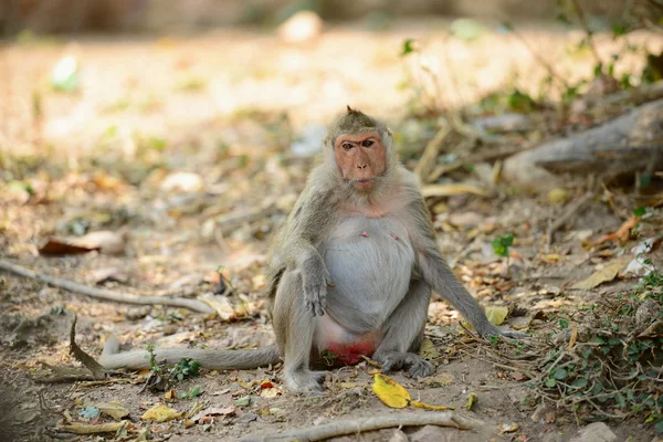 Жиру мавпа — стокове фото