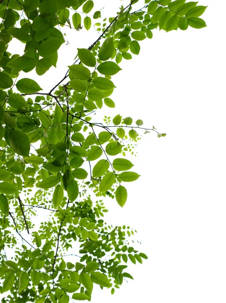 Skogen blad — Stockfoto