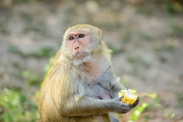 배고픈 원숭이 — 스톡 사진