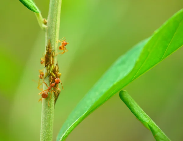 Röda myror äter — Stockfoto