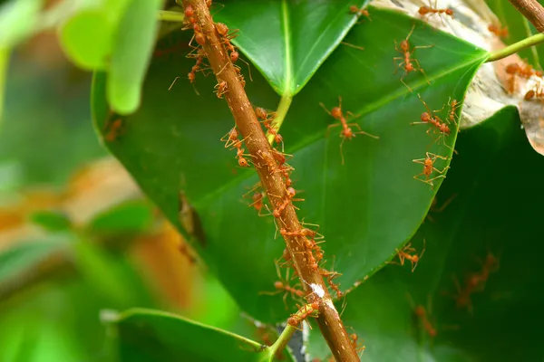 Hormigas rojas nido —  Fotos de Stock