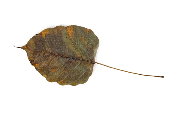 드라이 보드 히 시 레인 잎 — 스톡 사진