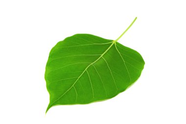 Bodhi yaprak
