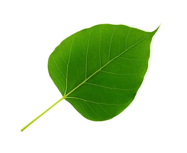 보드 히 시 레인 잎 — 스톡 사진