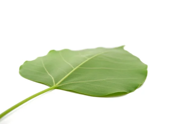 Bodhi leaf — Stock Photo, Image