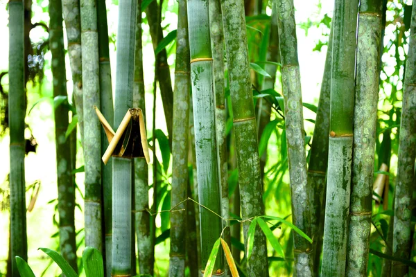 Pădure de bambus — Fotografie, imagine de stoc