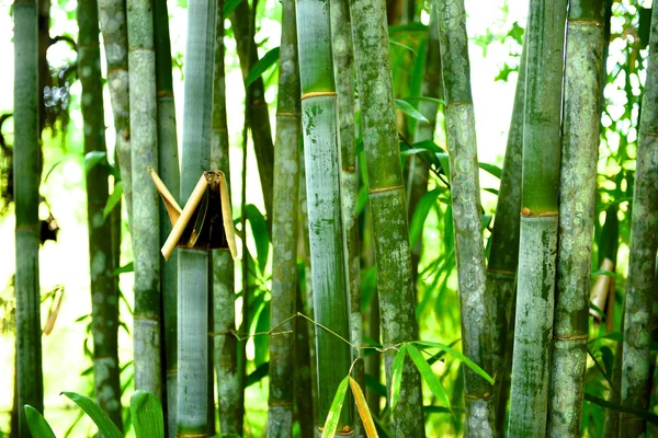 Bosque de bambú — Foto de Stock