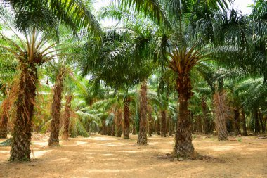 Palmiye Yağı Çiftliği