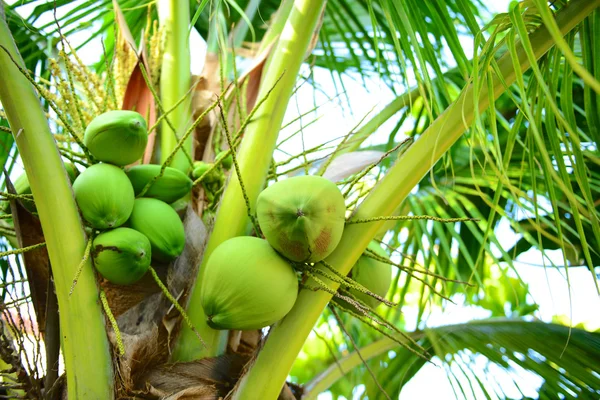 Coconuts — Stock Photo, Image