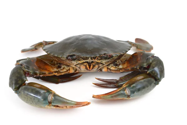 Crab isolated on white — Stock Photo, Image