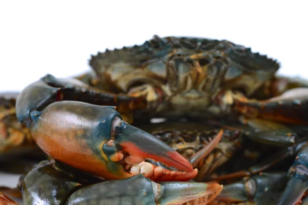 Crab — Stock Photo, Image