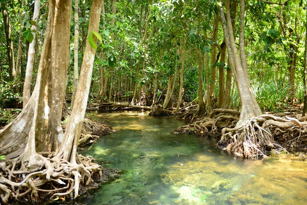 Mangrovebossen — Stockfoto