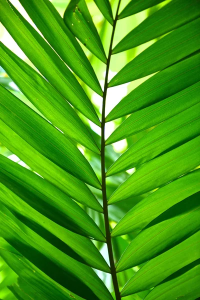 Palm Leaf — Stock Photo, Image