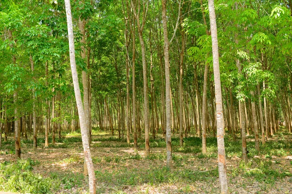 Rubber tree plantation — Stock Photo, Image