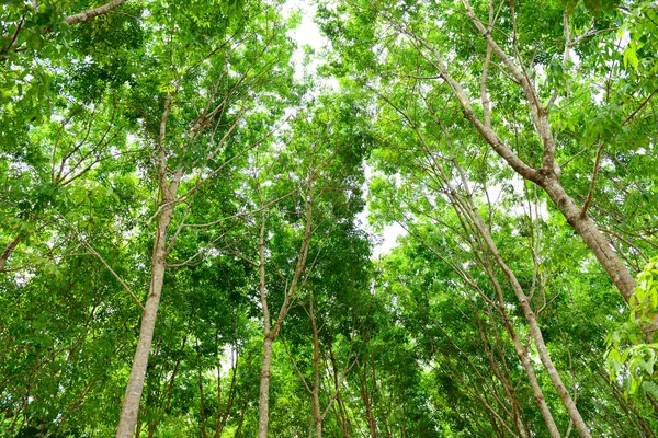 Резиновое дерево — стоковое фото