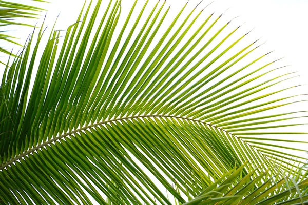 Hojas de palmera — Foto de Stock