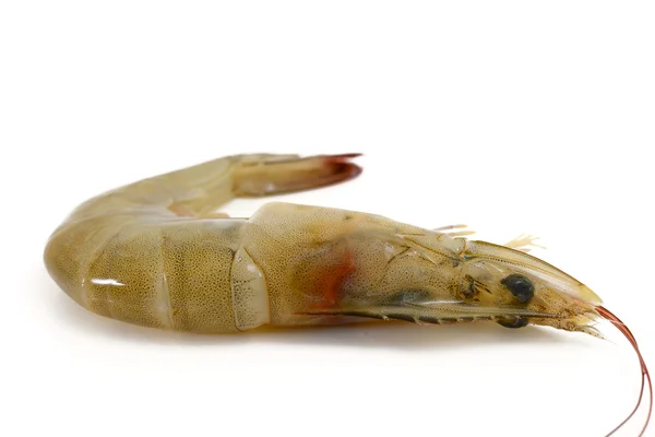 Prawn — Stock Photo, Image