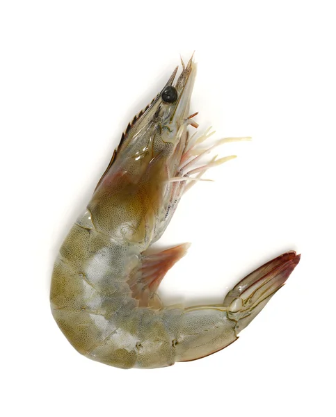 Prawn — Stock Photo, Image