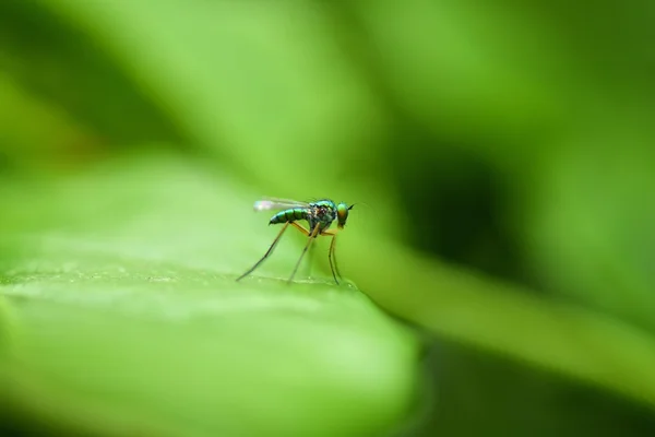 Zanzara su foglia — Foto Stock