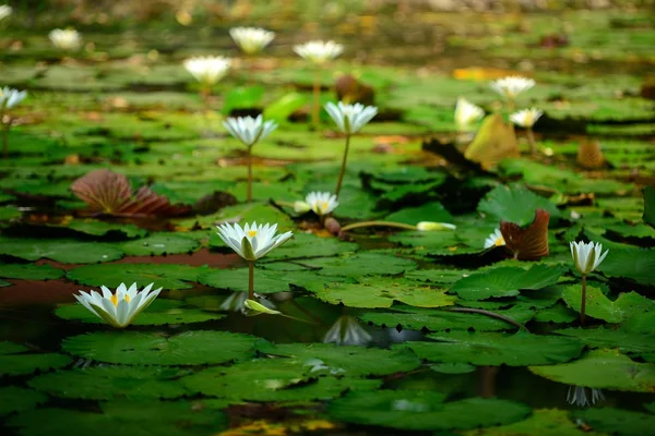 White waterlelies — Stockfoto