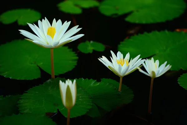 White waterlelies — Stockfoto