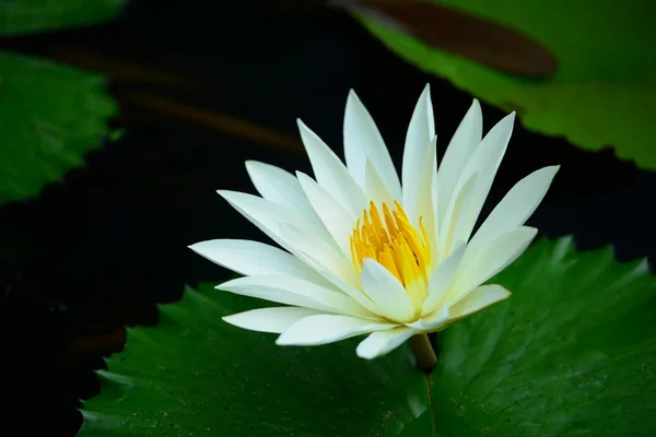 White Water Lilies — Stock Photo, Image