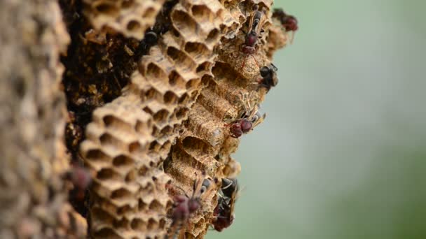 WASP гніздо — стокове відео