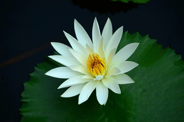 Lirios de agua blanca —  Fotos de Stock