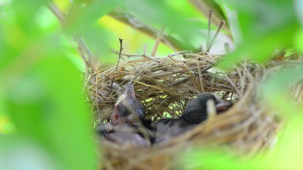 赤ちゃんの鳥の巣 — ストック動画