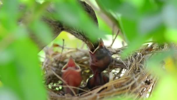 Mãe alimentando pássaros bebê — Vídeo de Stock