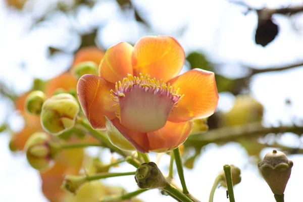 Flor de canhão — Fotografia de Stock