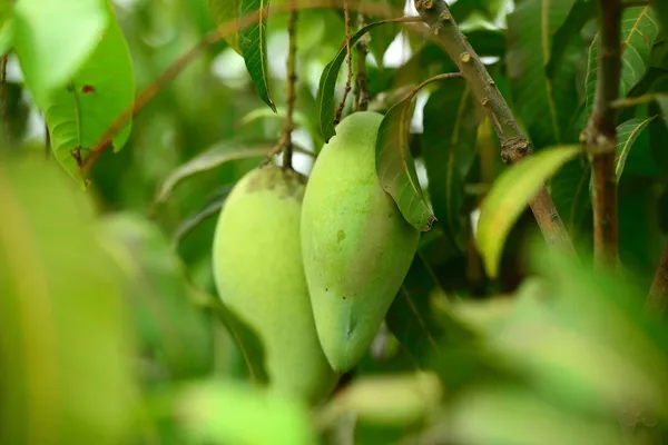 Mango on Tree — Stock Photo, Image