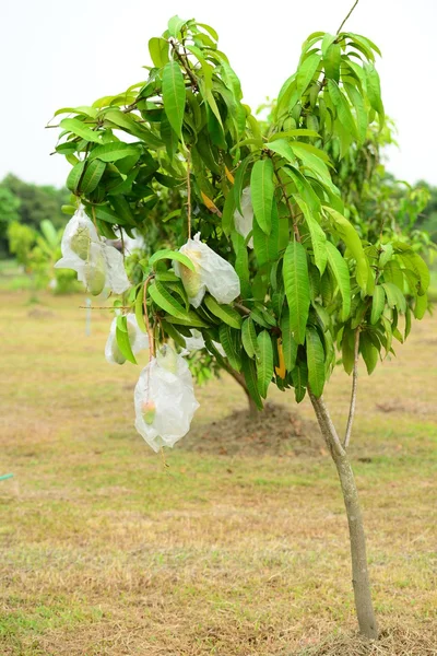 Mango ağacı — Stok fotoğraf