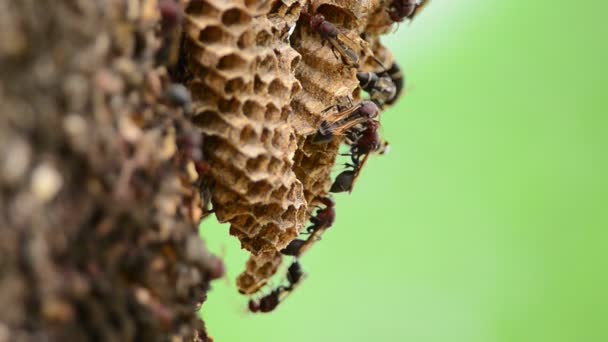 スズメバチの巣 — ストック動画