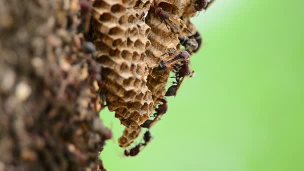 Wasp Nest — Stock Video