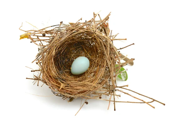 Vogel nest — Stockfoto