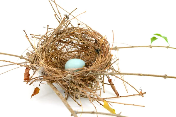 Bird nest — Stock Photo, Image