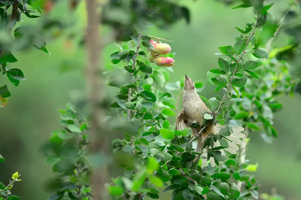 空腹な鳥 — ストック写真