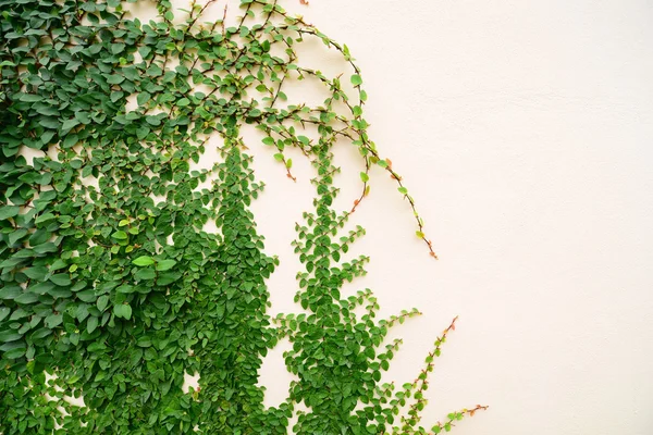 Wall of Ivy — Stock Photo, Image