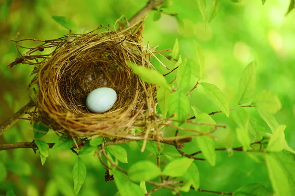 Bird nest on tree — Stock Photo, Image