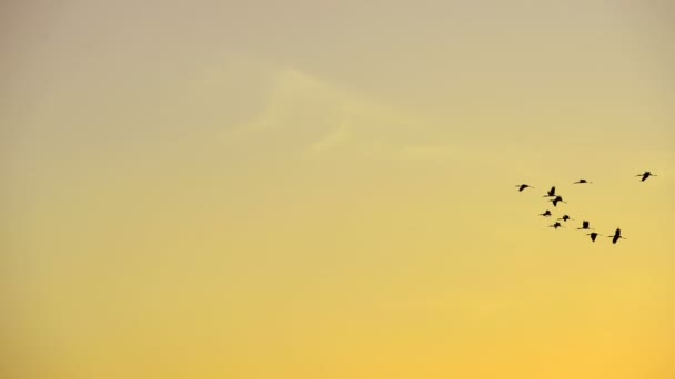 Vliegende vogel bij zonsondergang — Stockvideo