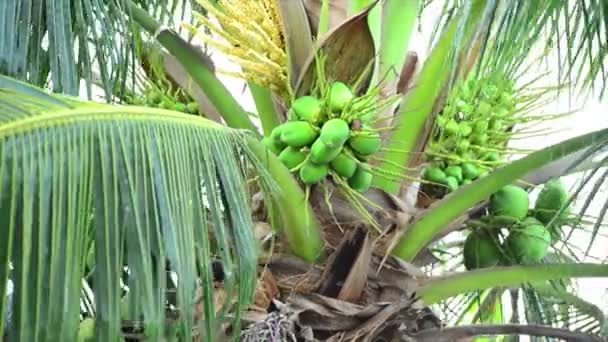 Coconut Palm Tree — Stock Video