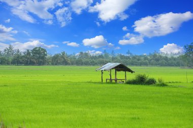 Çeltik alan ve yazlık