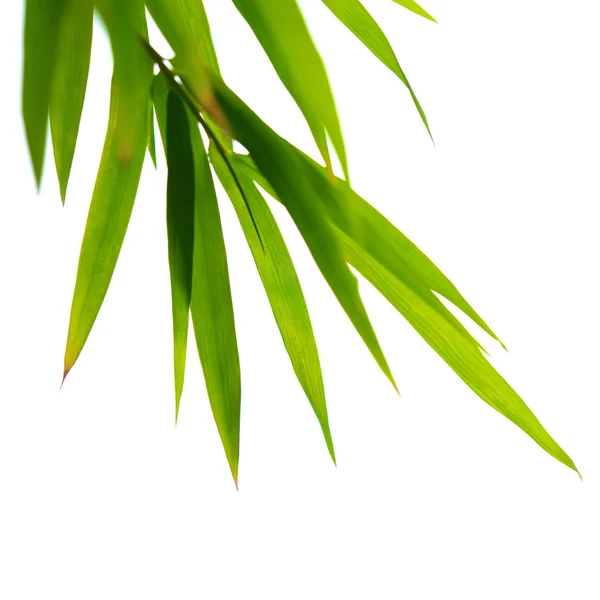 Bamboo leaves — Stock Photo, Image