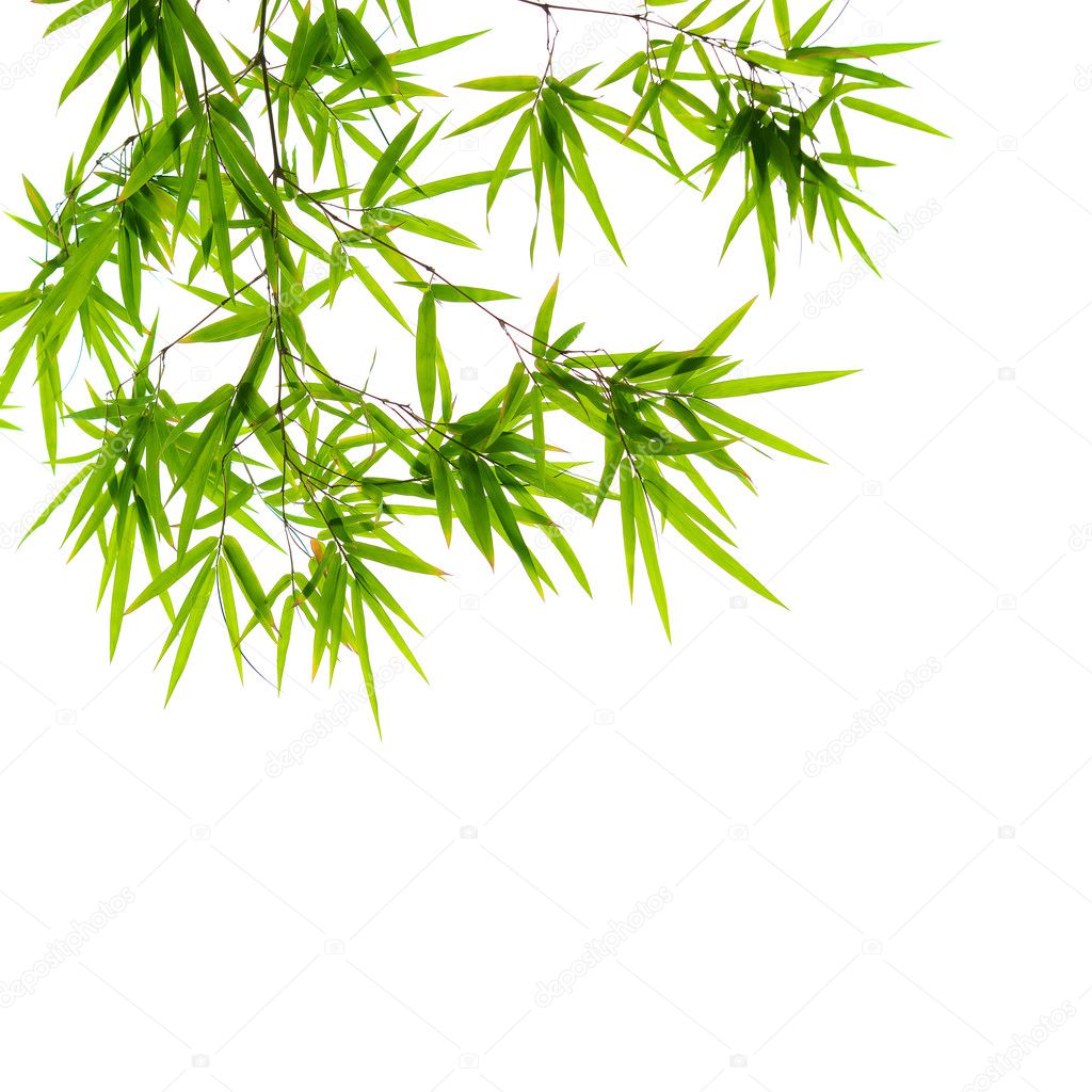 bamboo leaves