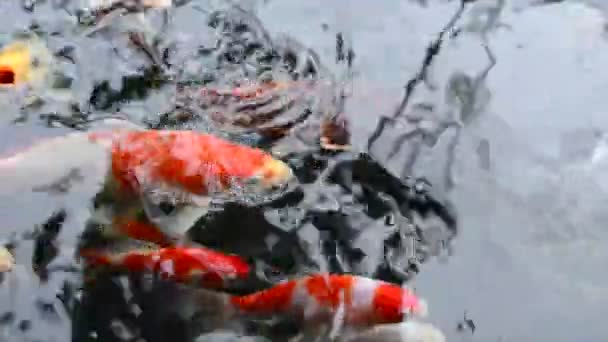 手の込んだ鯉 — ストック動画