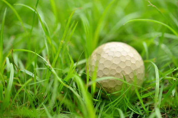 Golfboll i grov — Stockfoto