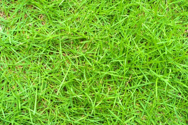 Grass Backgrounds — Stock Photo, Image