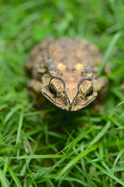 Toad — Stockfoto